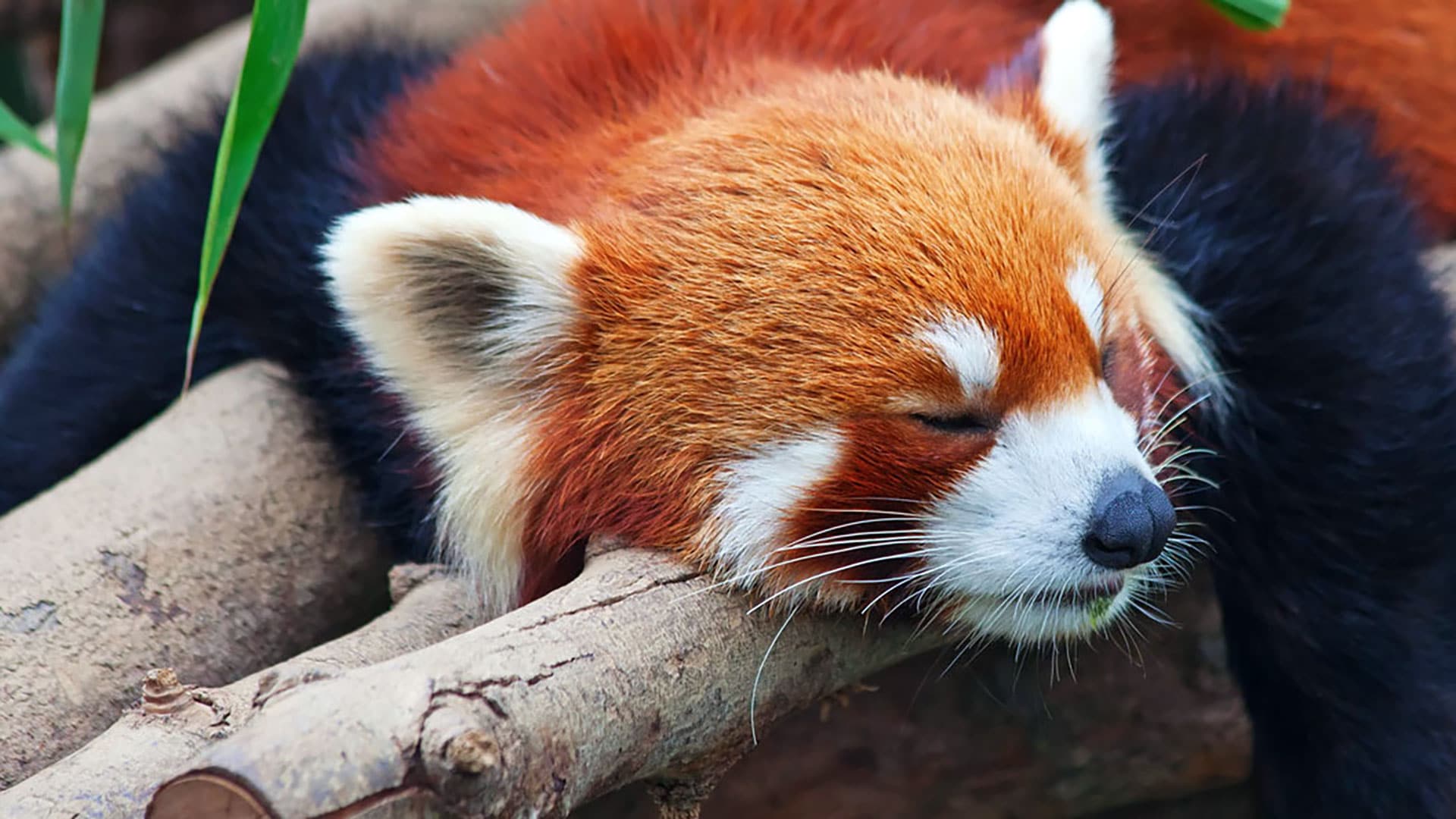 Saving the Giant Panda